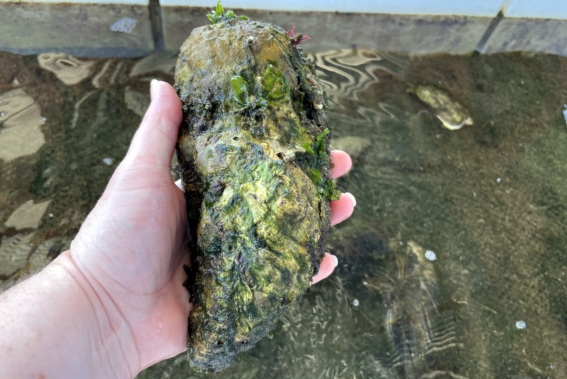 Carlsbad Aquafarm