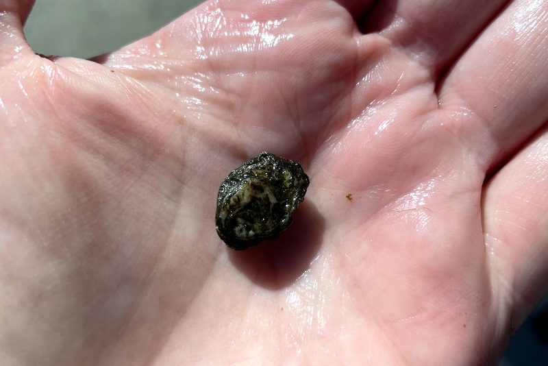 Carlsbad Aquafarm 