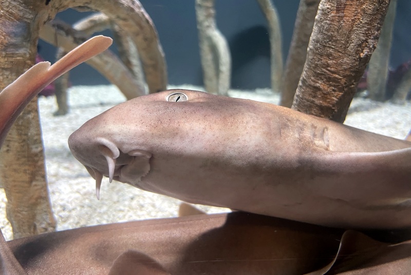 babies shark