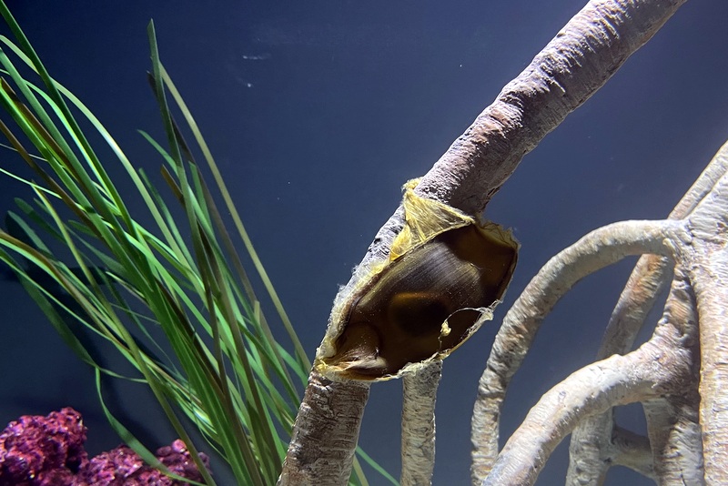 babies shark egg