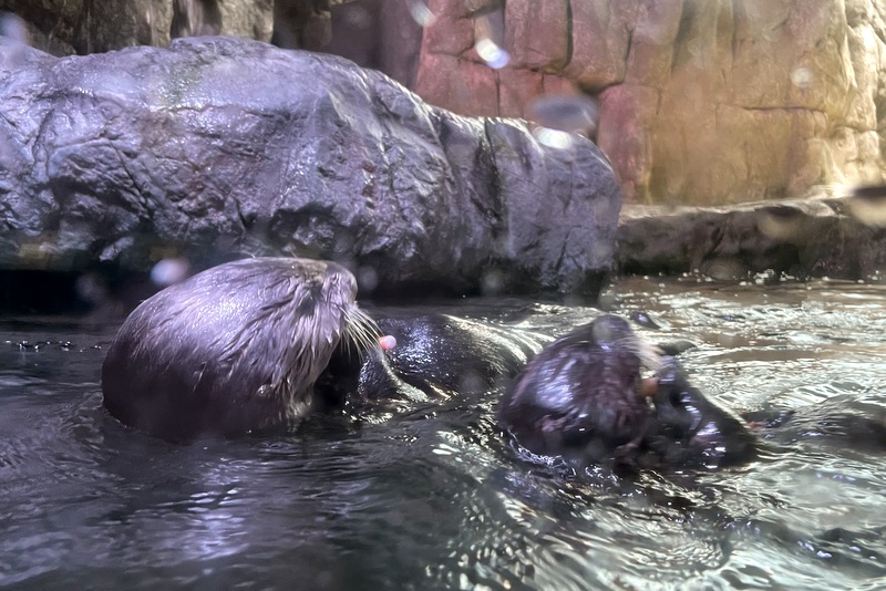 sea otter babies