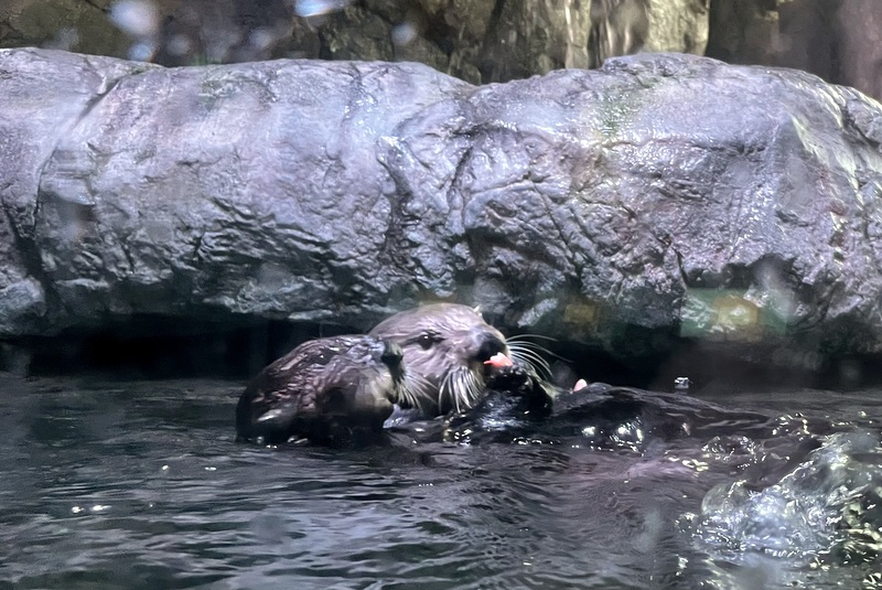 babies sea otter