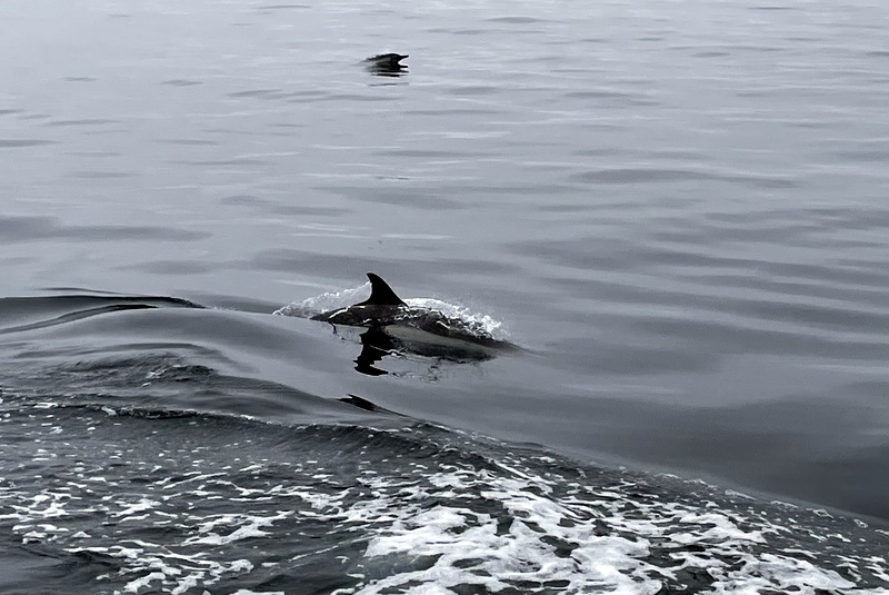 Island Packers Dolphin
