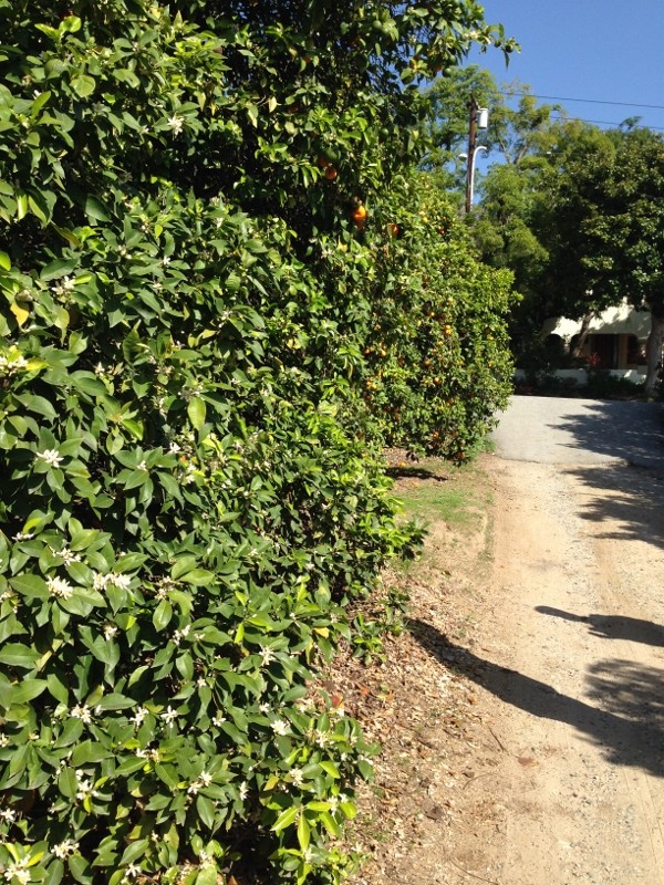 orange grove