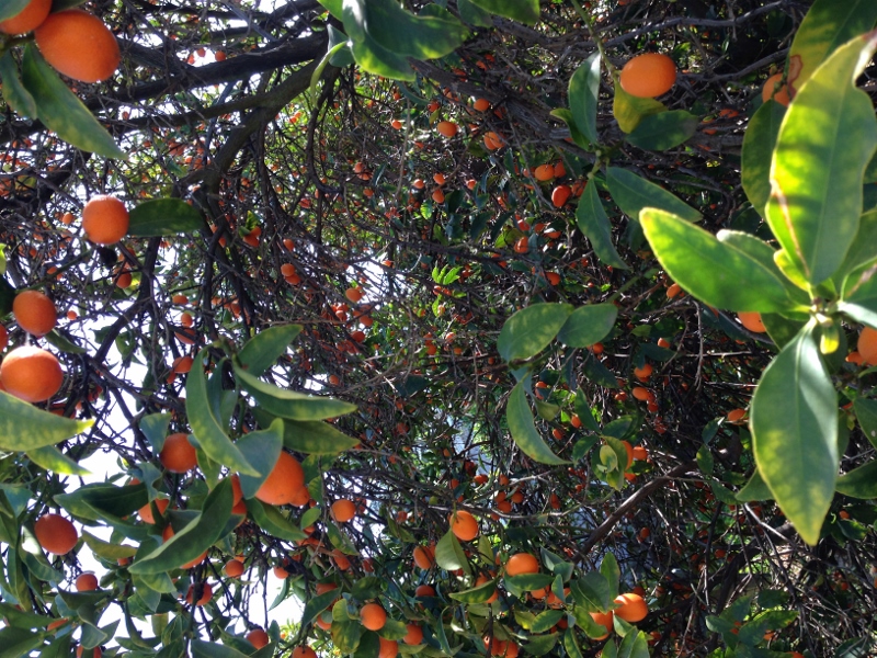 oranges
