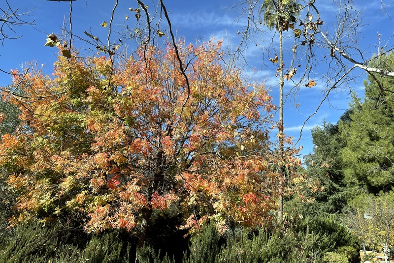 Arlington Garden