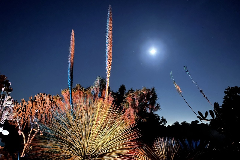 South Coast Botanic Garden