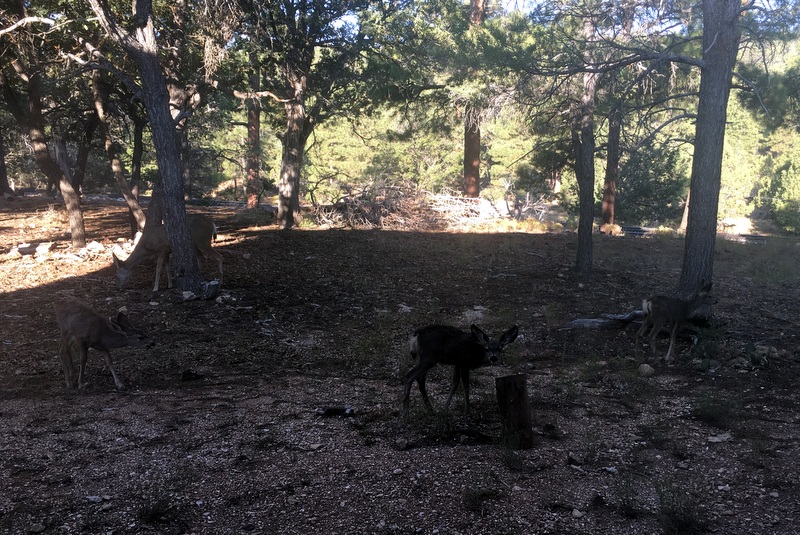 Grand Canyon deer