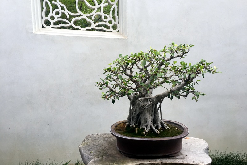Huntington Library Chinese Garden