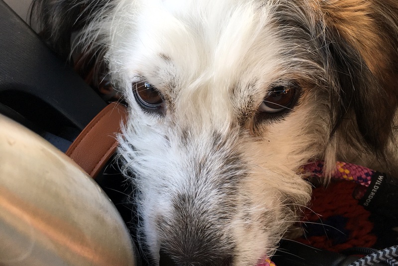 Dixie