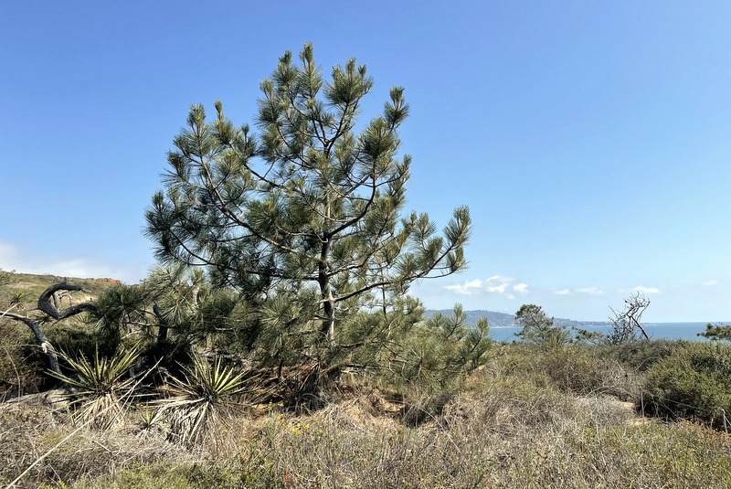 Torrey Pines State Reserve 