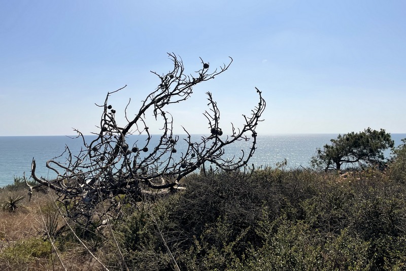 Torrey Pines 