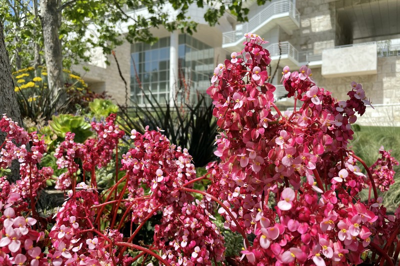 Getty Garden