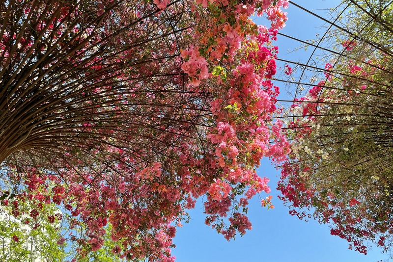 Getty Garden