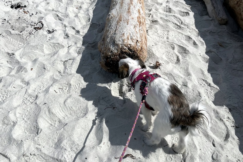 Dog Friendly Carmel