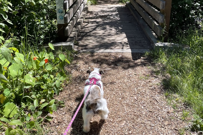 Dog Friendly Carmel