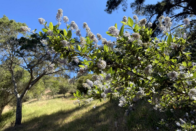 Monterey Trail Park