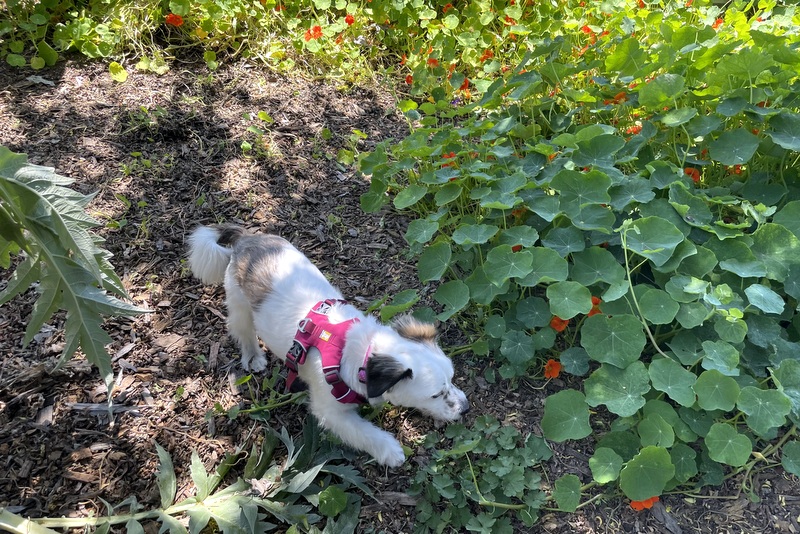 Dog Friendly Carmel