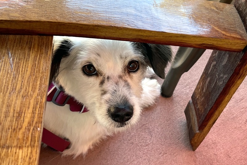 Dog Friendly Carmel