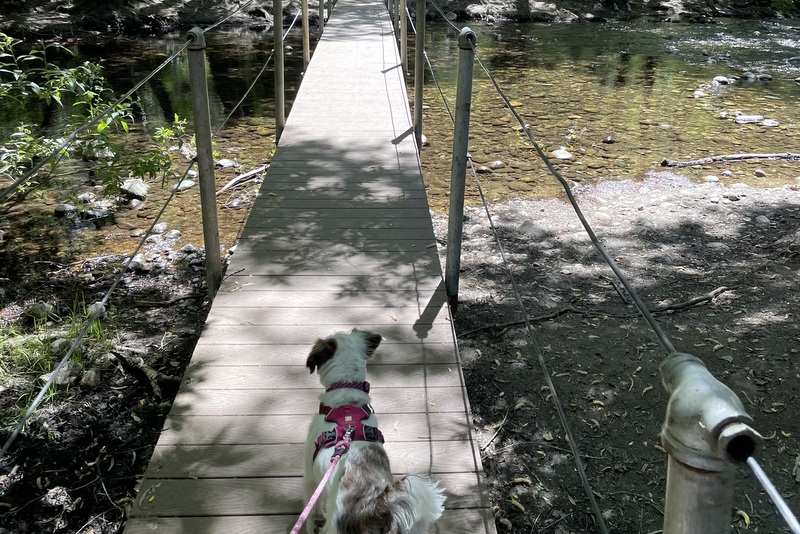 Dog Friendly Carmel