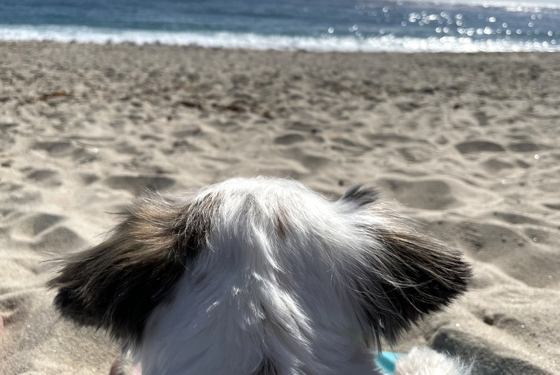 Cararmel River state beach
