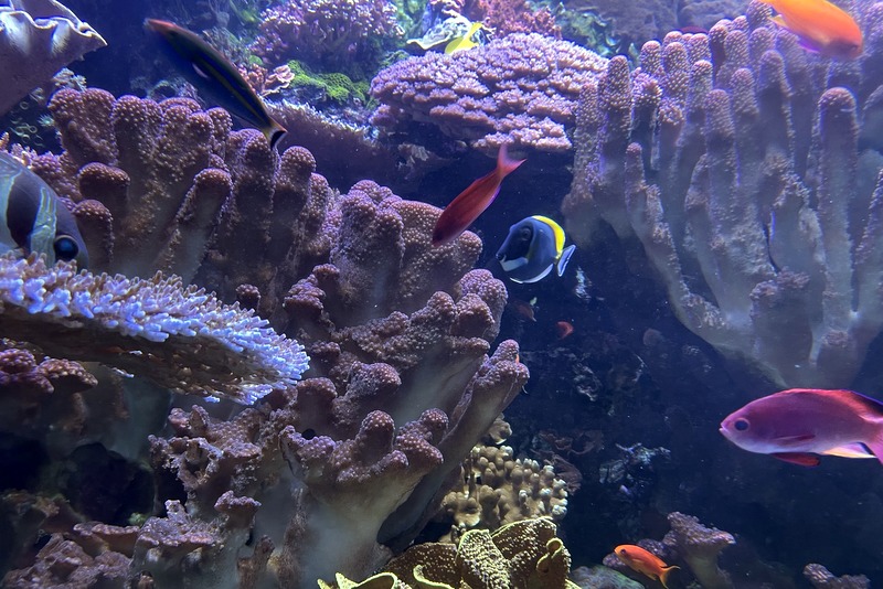 Coral Reefs Aquarium of the Pacific 