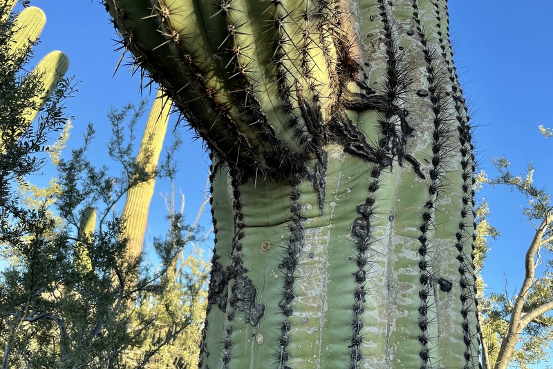 Saguaro National Park 